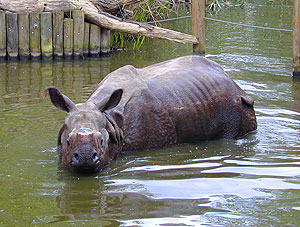 Image:rhino.jpg