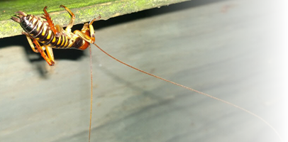 An image of a weta (the common name for a group of about 70 insect species in the families Anostostomatidae and Rhaphidophoridae, endemic to New Zealand) with the right edge fading to total transparency.