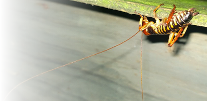 An image of a weta (the common name for a group of about 70 insect species in the families Anostostomatidae and Rhaphidophoridae, endemic to New Zealand) with the left edge fading to total transparency.